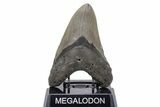 Serrated, Fossil Megalodon Tooth - North Carolina #219966-2